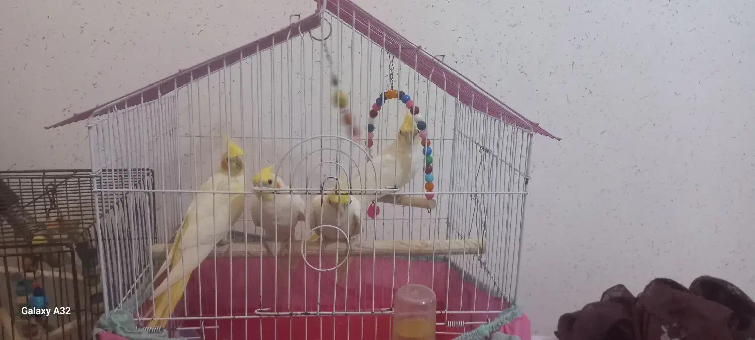 جوجه عروس هلندی|پرنده|فومن, |دیوار