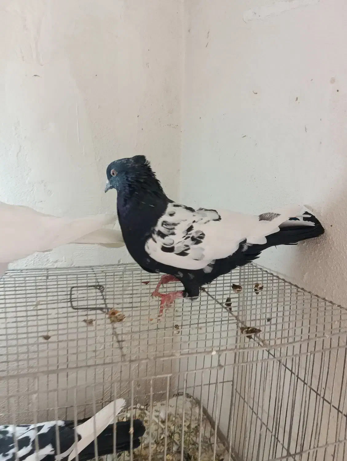 کفتر|پرنده|شیراز, تندگویان|دیوار