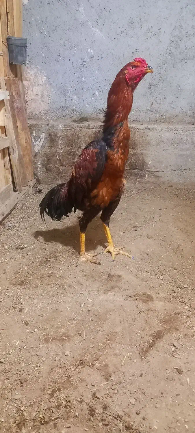 لاری|حیوانات مزرعه|بناب, |دیوار