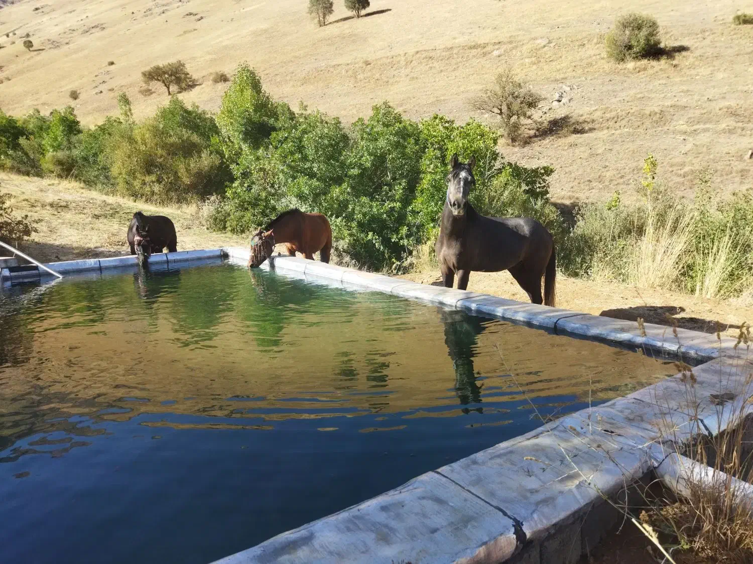 اسب ۶ سال|اسب و تجهیزات اسب‌سواری|حویق, |دیوار