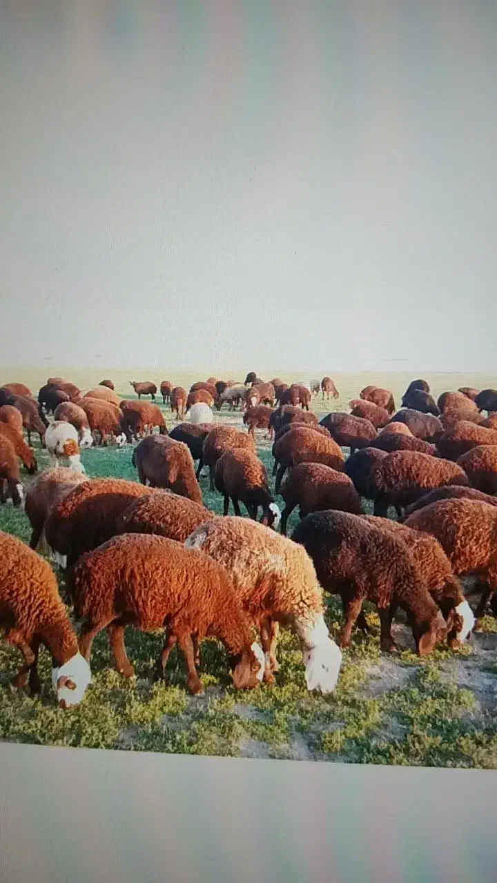 گوسفند|حیوانات مزرعه|خنداب, |دیوار