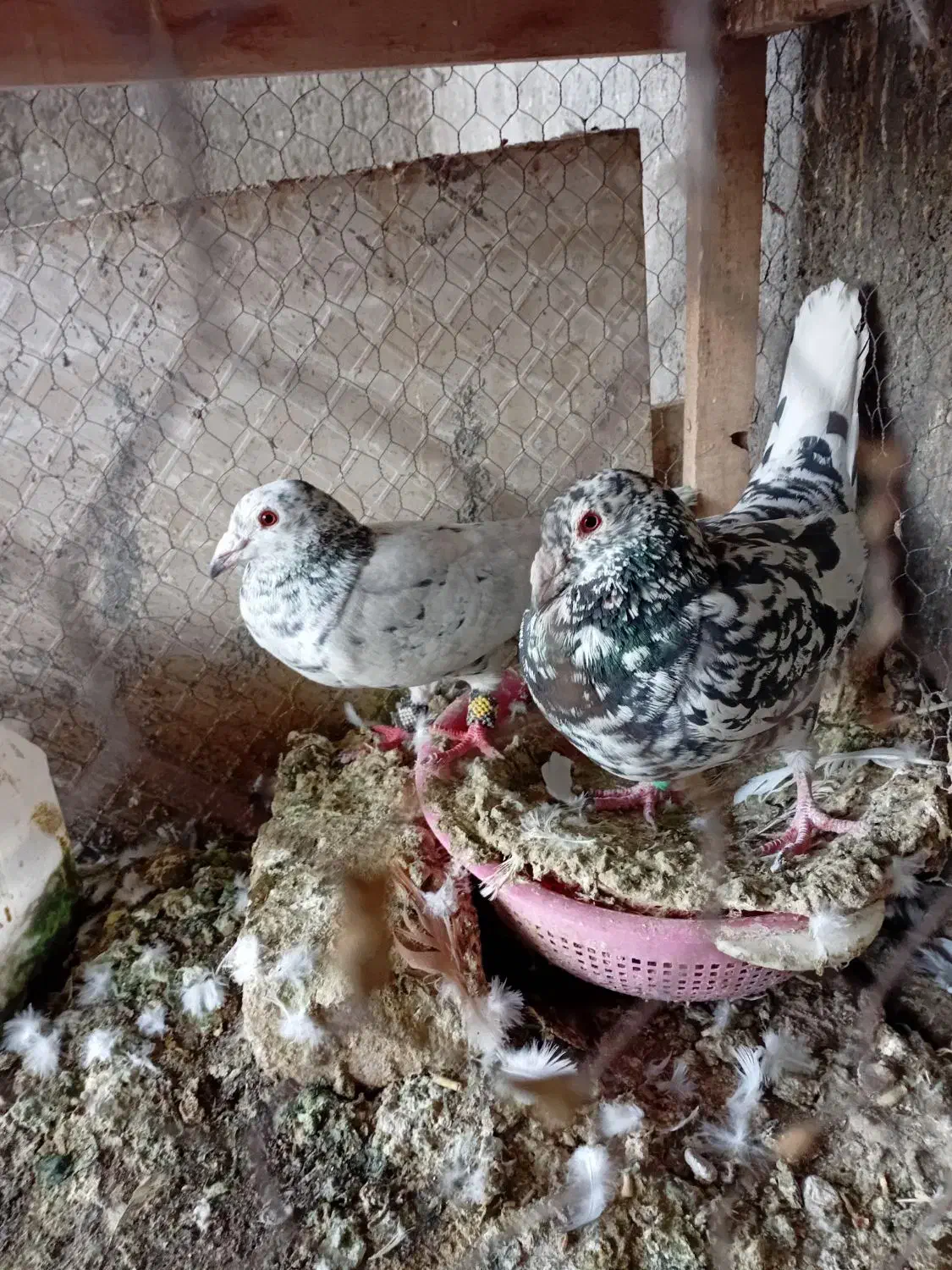 کبوتر|پرنده|نیشابور, شهید بهشتی|دیوار