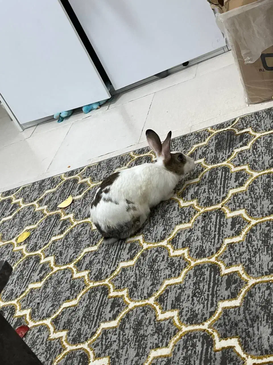 خرگوش|موش و خرگوش|بندرعباس, |دیوار