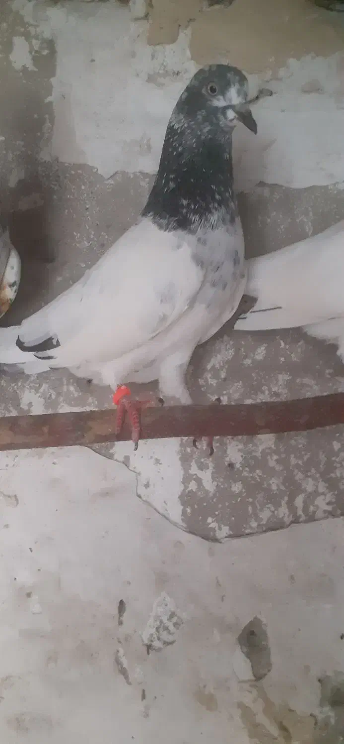 جفت کفتر تیدی جوان|پرنده|چابکسر, |دیوار