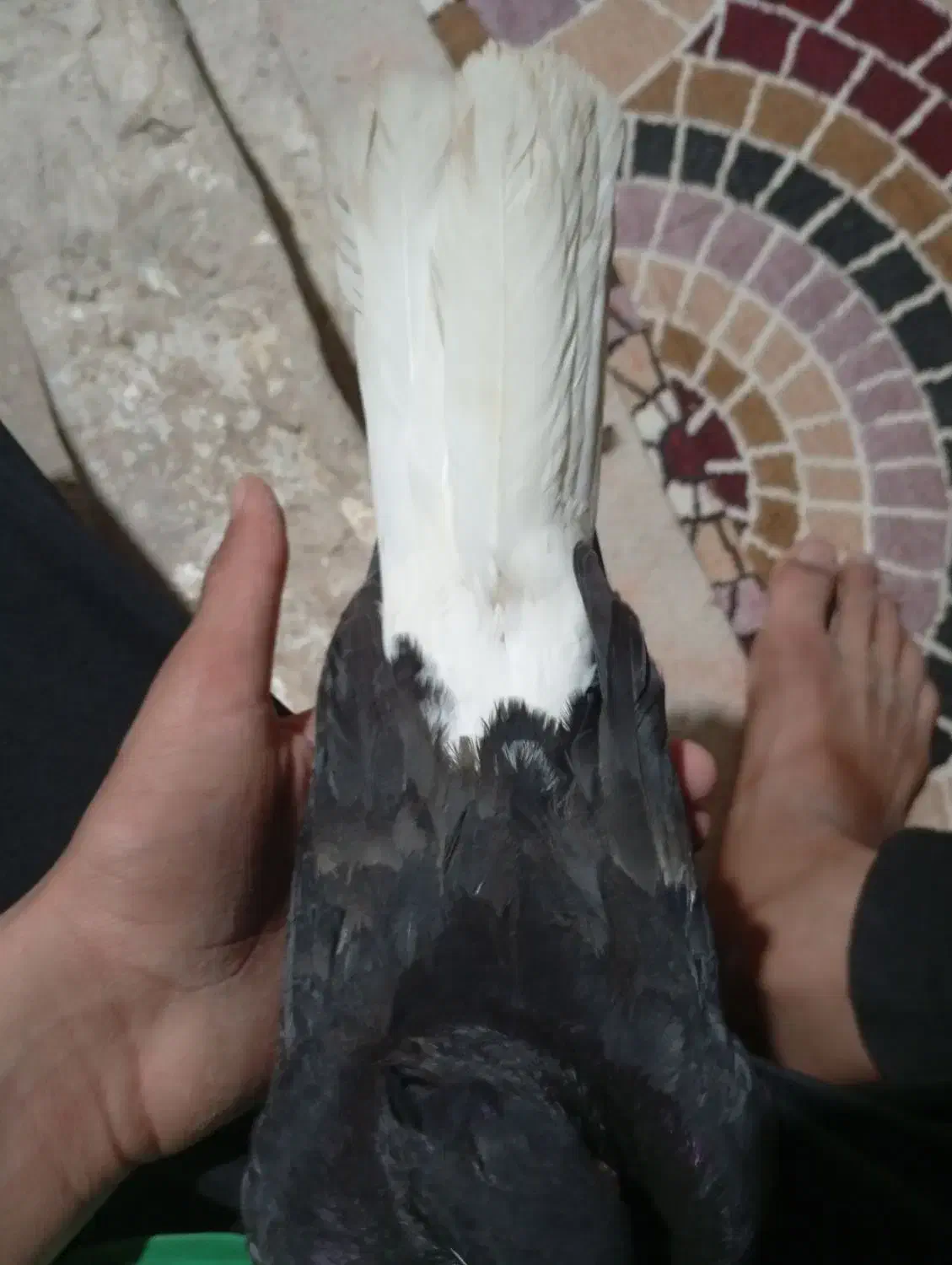 اشعل سیاه|پرنده|خرمشهر, |دیوار