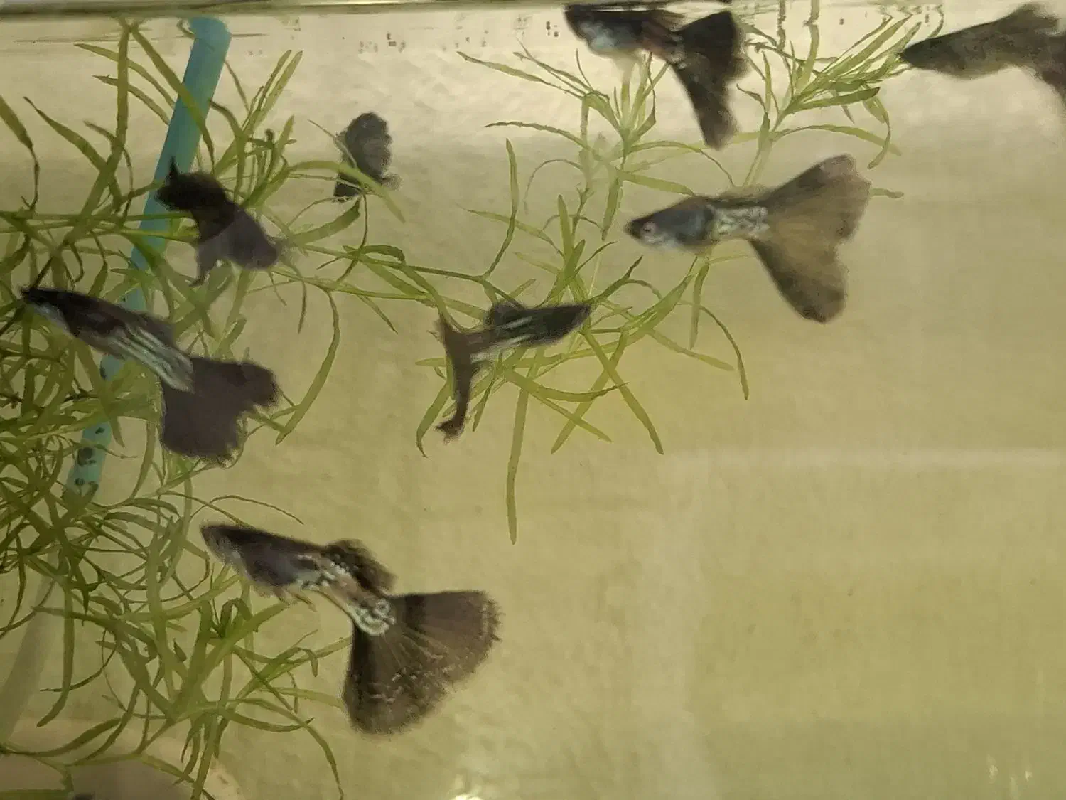 فروش عمده گوپی بلک متال|ماهی|تهران, ترمینال غرب|دیوار