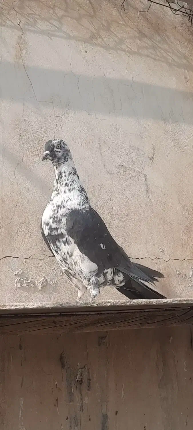 کفتر پرشی|پرنده|ری, دولتآباد|دیوار