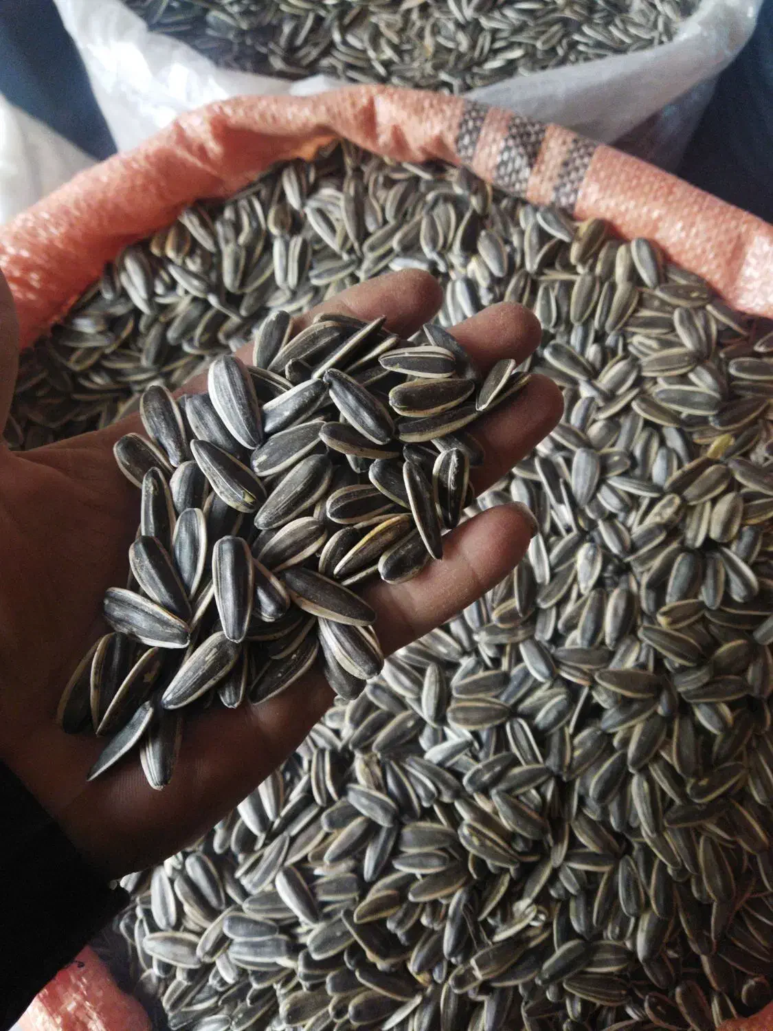 تخمه خوی مستقیم بدون واسطه بازار ولیعصر کرج|عمده‌فروشی|کرج, شهرک شیخ سعدی|دیوار