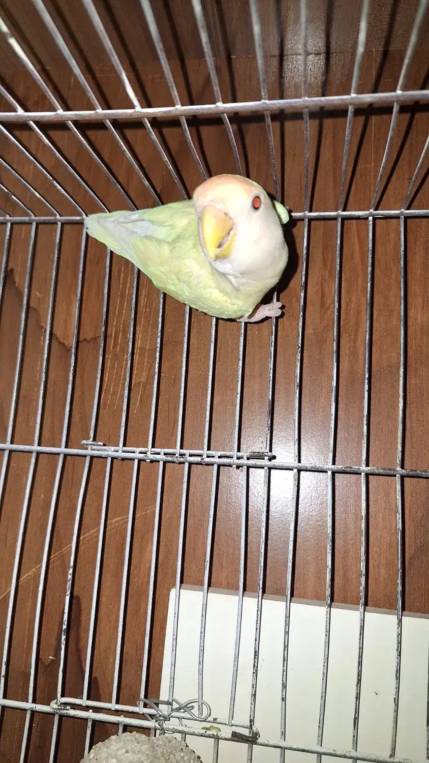 کوتوله برزیلی|پرنده|مشهد, امیریه|دیوار