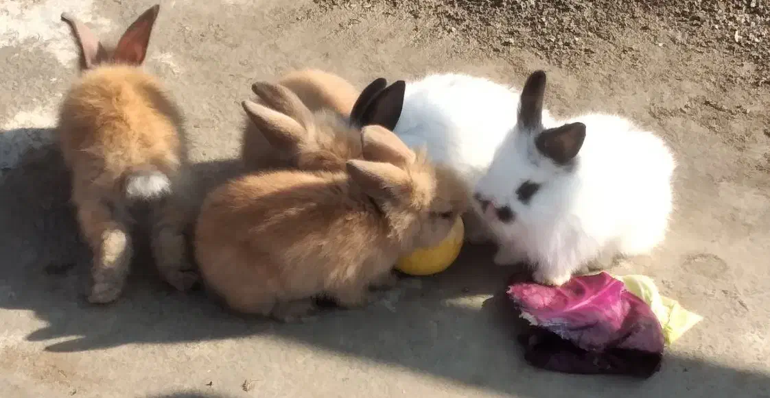 بچه خرگوش لوپ|موش و خرگوش|گرگان, |دیوار