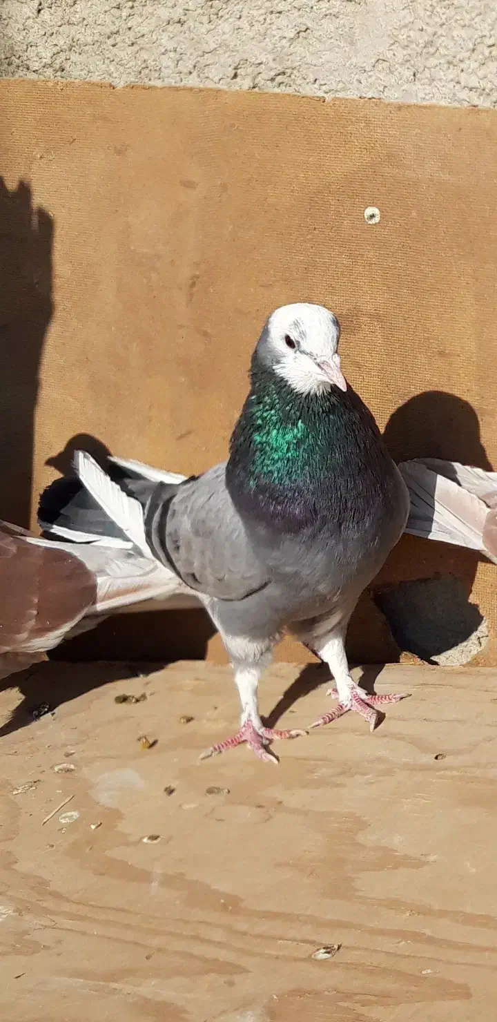 کبوترای اصیل قیمت تو متن نوشتم بخانید تشکر|پرنده|هشتگرد, شهرک اداری|دیوار