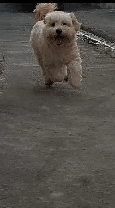 واگذاری به خانواده سگ دوست|سگ|بروجرد, |دیوار