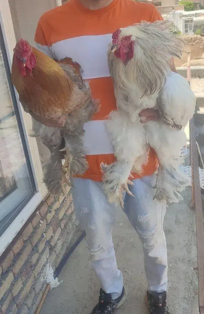 مرغ و خروس برهما وارداتی|حیوانات مزرعه|کلیبر, |دیوار