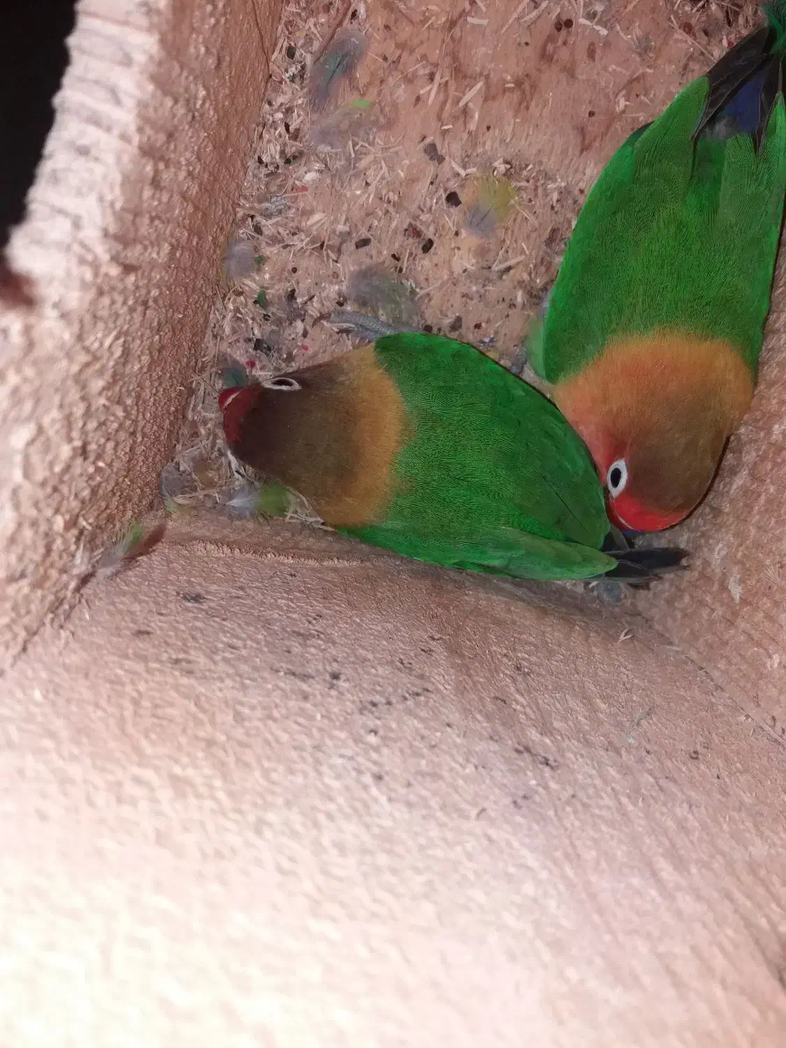 طوطی برزیلی|پرنده|لاهیجان, آهندان|دیوار