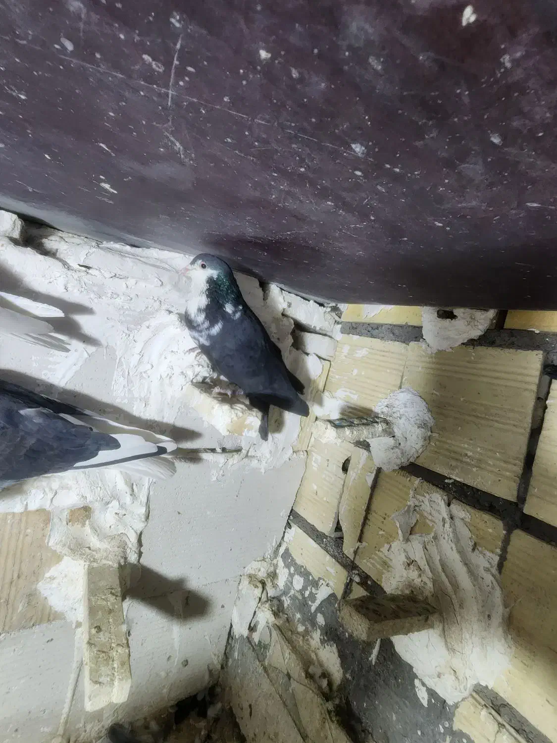 ریش نر|پرنده|بم, |دیوار