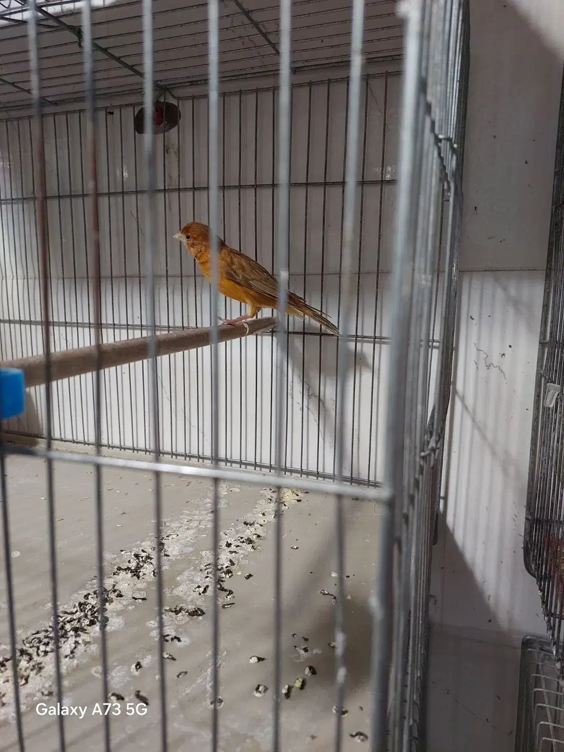 قناری|پرنده|شیراز, پودنک|دیوار