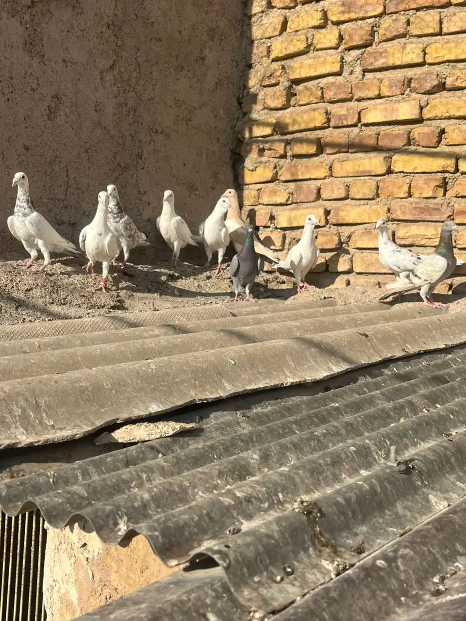 سفیدخطی|پرنده|اقبالیه, |دیوار