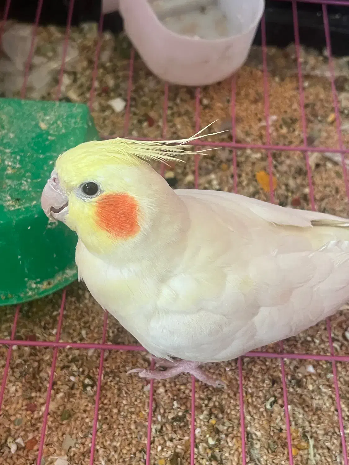 عروس لوتینو تازه دونخور|پرنده|فسا, |دیوار