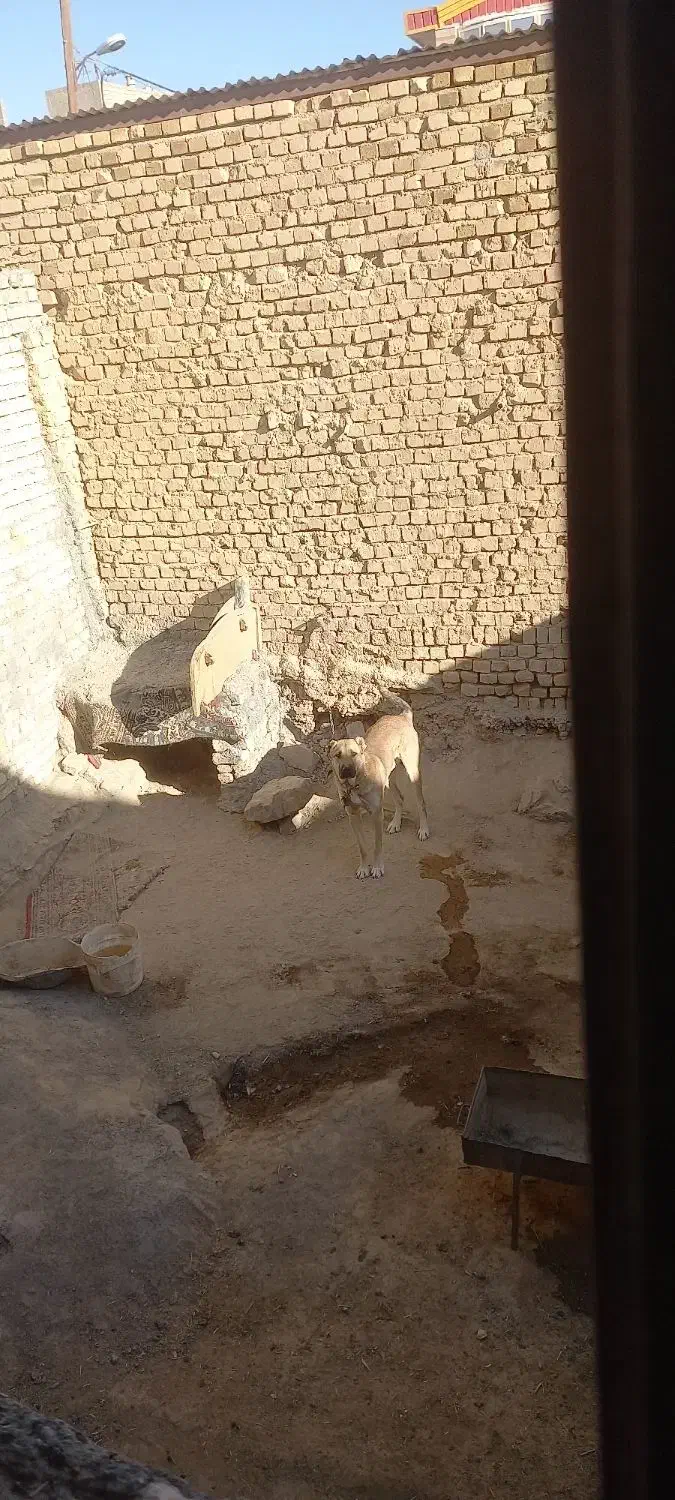 فروش یه قلاده سگ یک ساله به شرط|سگ|اراک, |دیوار