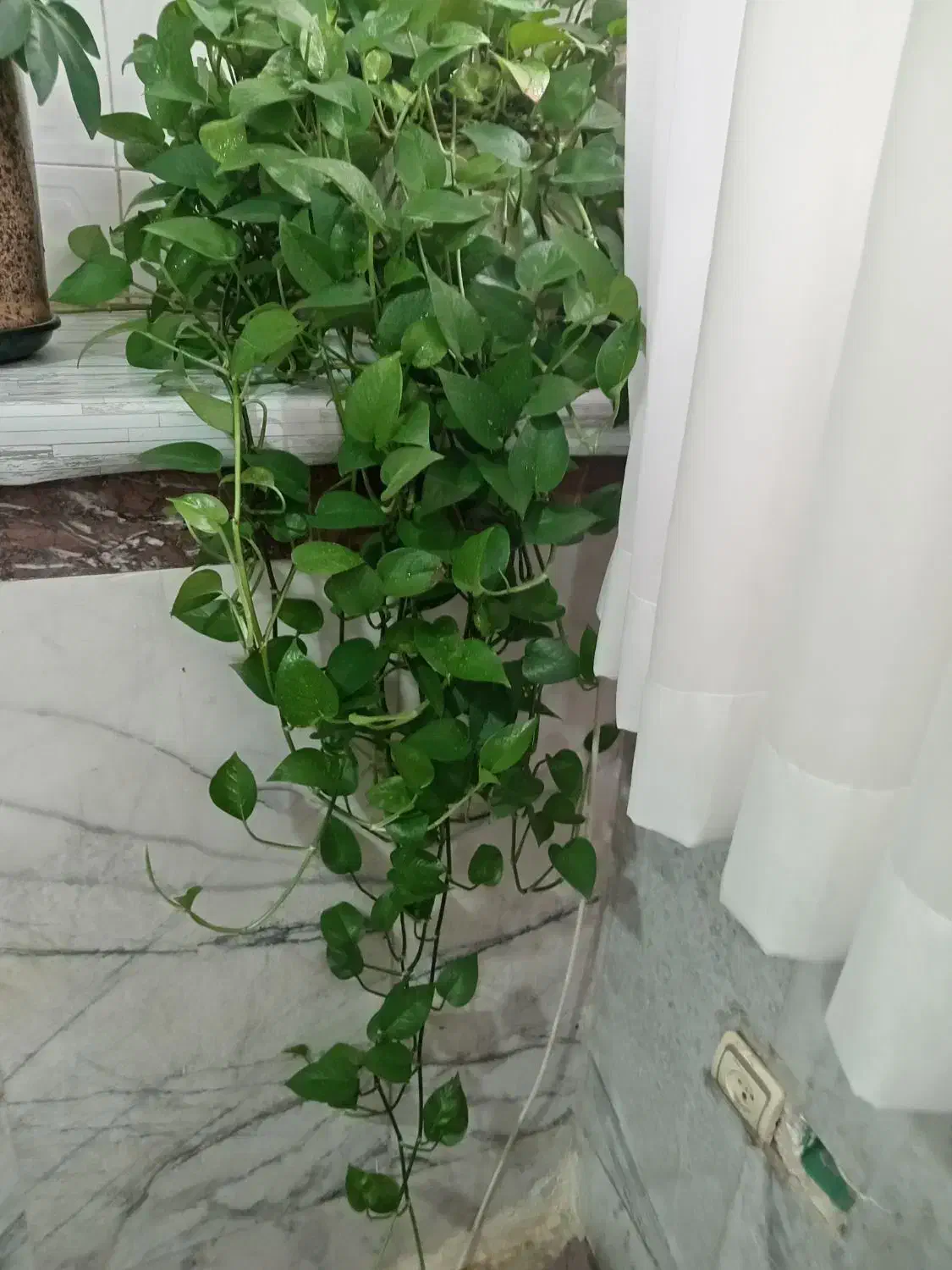 گل طبیعی زیبا شاداب|گل و گیاه طبیعی|قروه, |دیوار