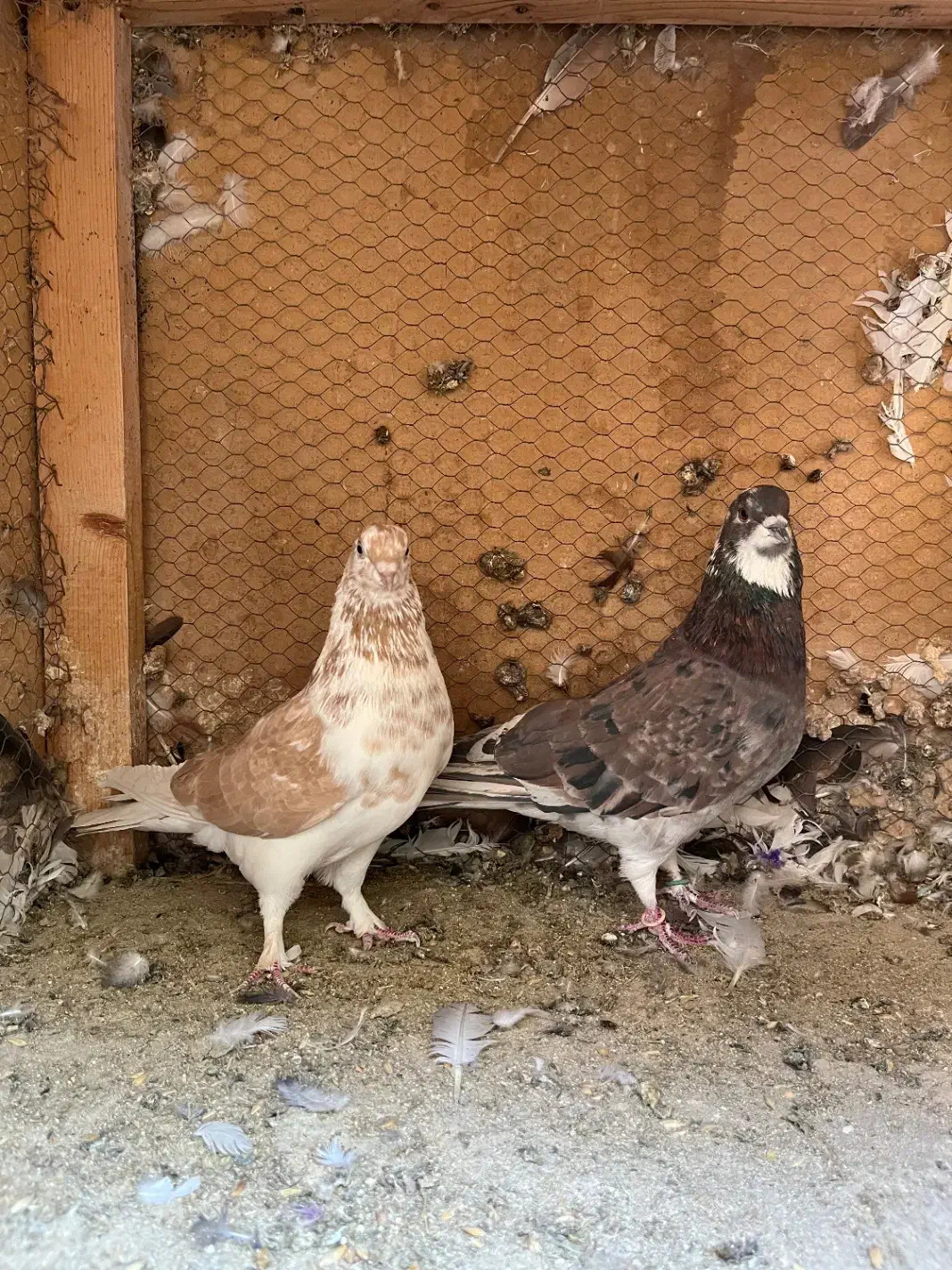 ۳جفت نروماده عالی|پرنده|چهاردانگه (تهران), |دیوار