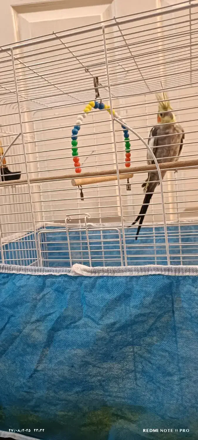 عروس هلندی نر|پرنده|تبریز, |دیوار