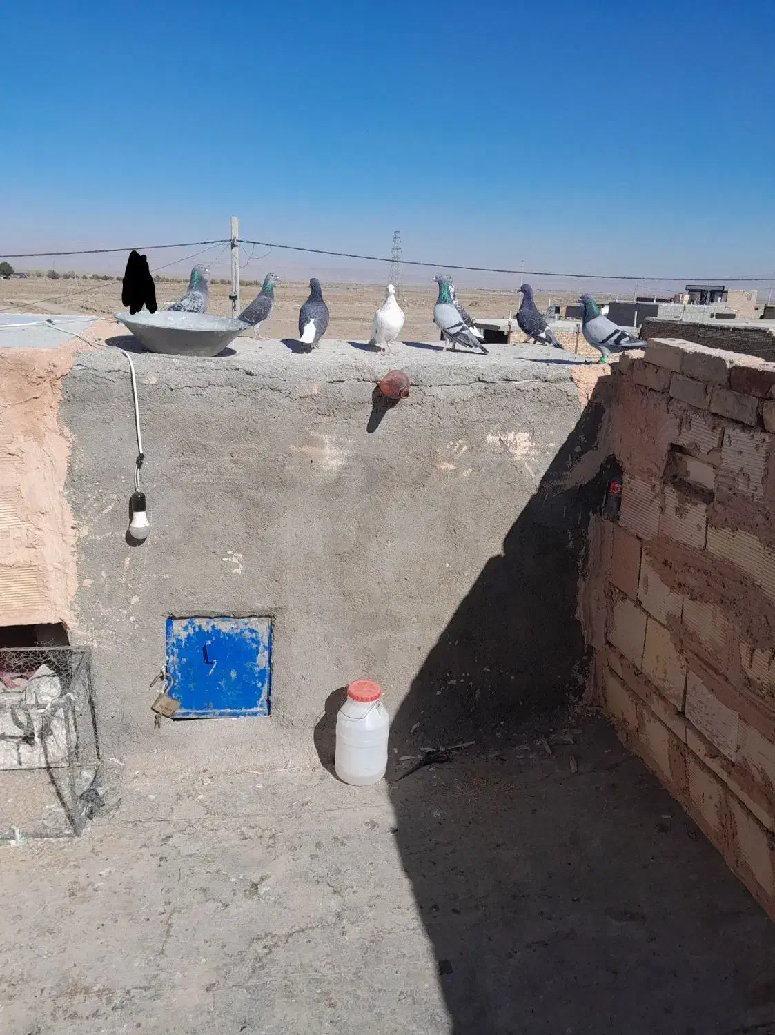 کفتر جنگی|پرنده|سبزوار, قصبه شرقی|دیوار