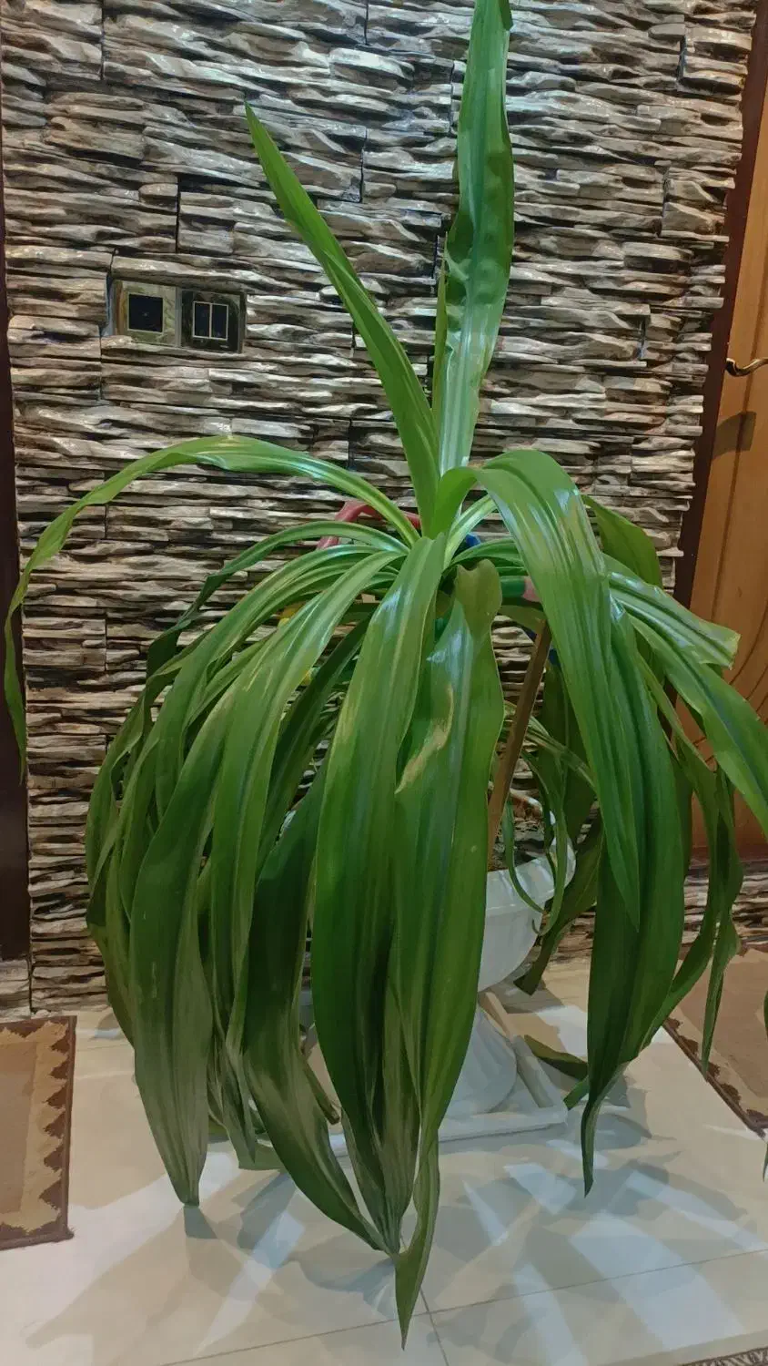 گلهای بزرگ مخصوص سالنها|گل و گیاه طبیعی|اصفهان, برازنده|دیوار