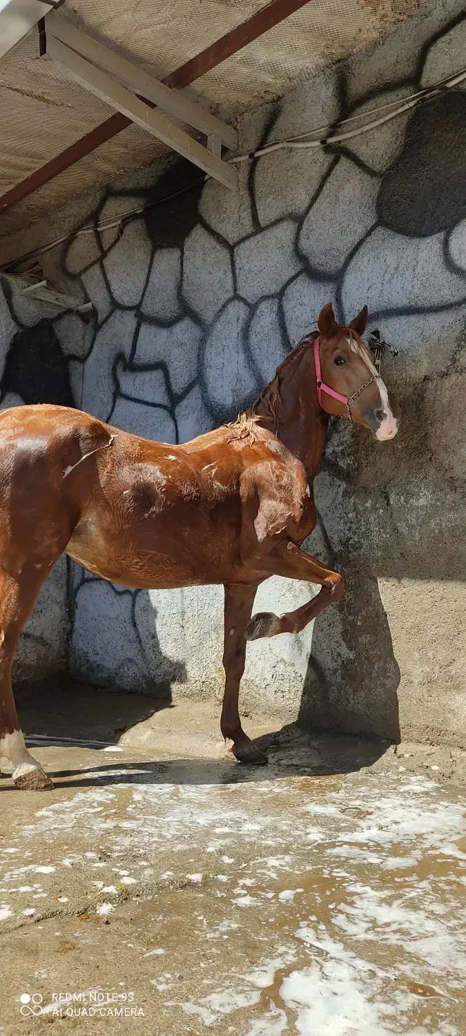 مادیان عرب|اسب و تجهیزات اسب‌سواری|مرند, |دیوار