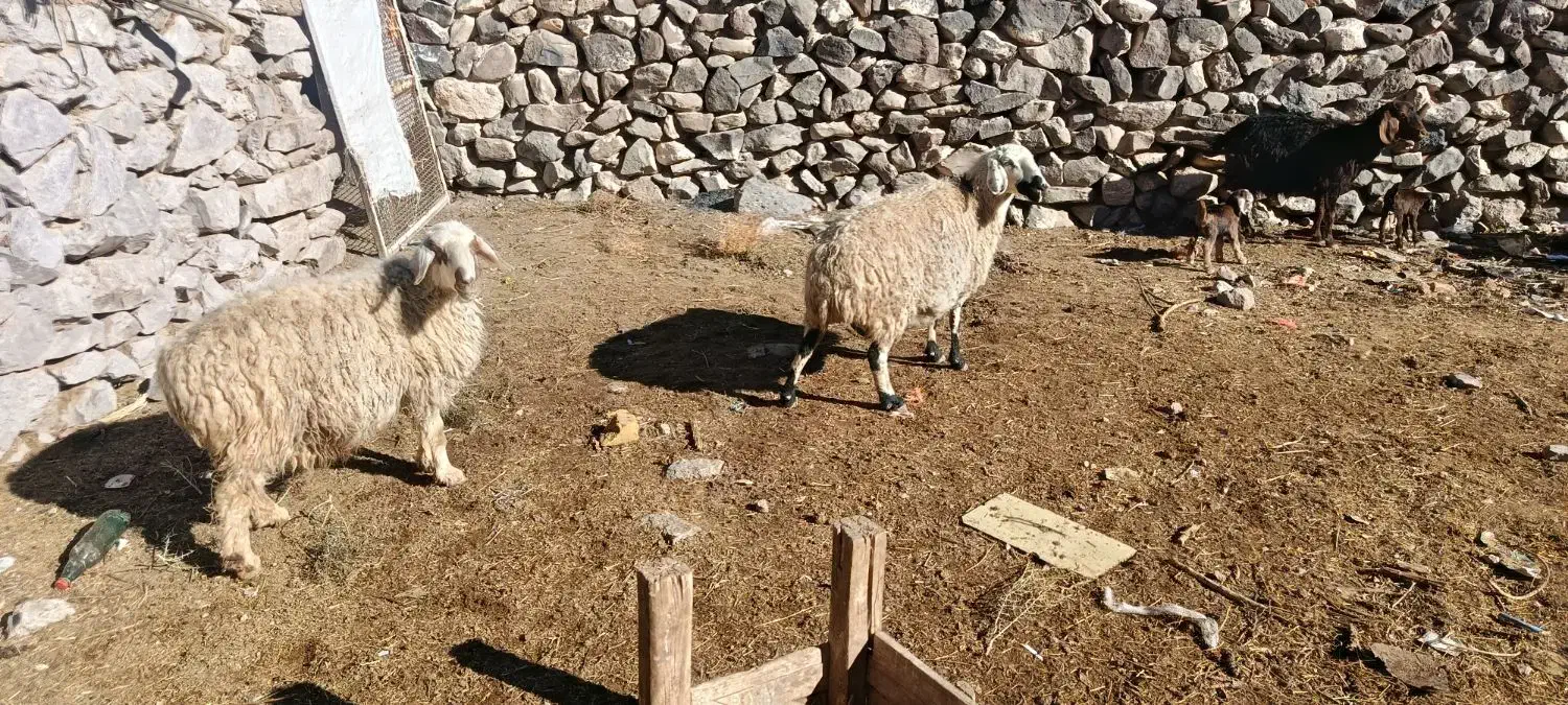 میش گله|حیوانات مزرعه|بیرجند, |دیوار