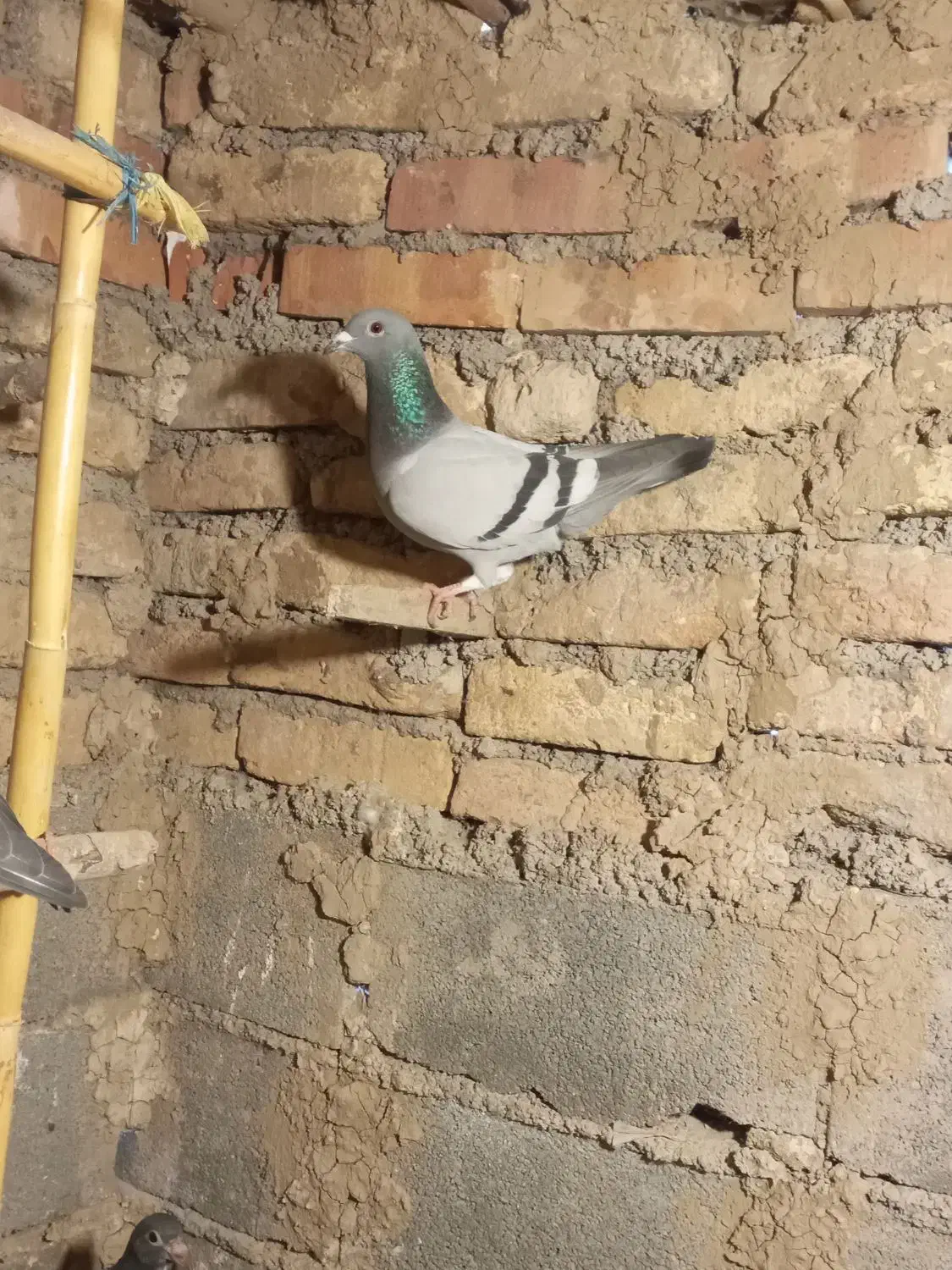 یه ماده گابی|پرنده|دلند, |دیوار