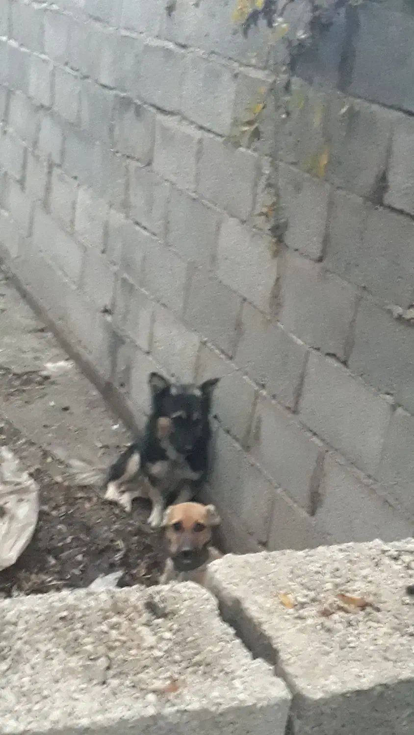 سگپاکوتاه|سگ|خان ببین, |دیوار