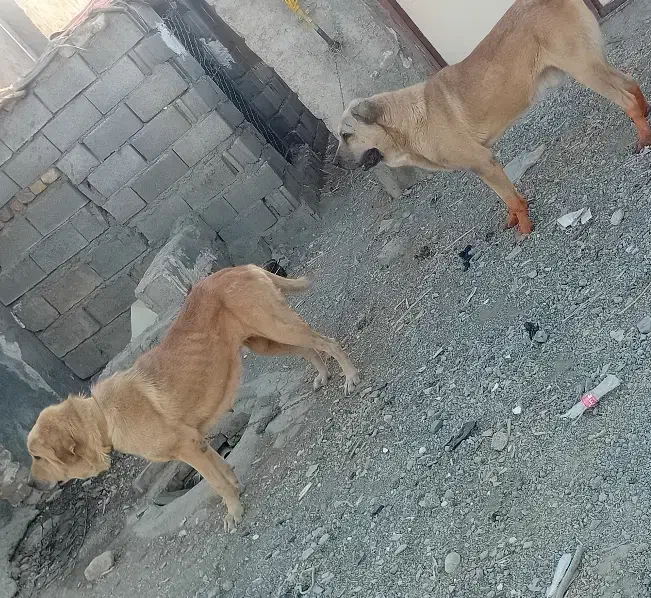 دوتا پژدر گشمده|حیوانات|کامیاران, |دیوار