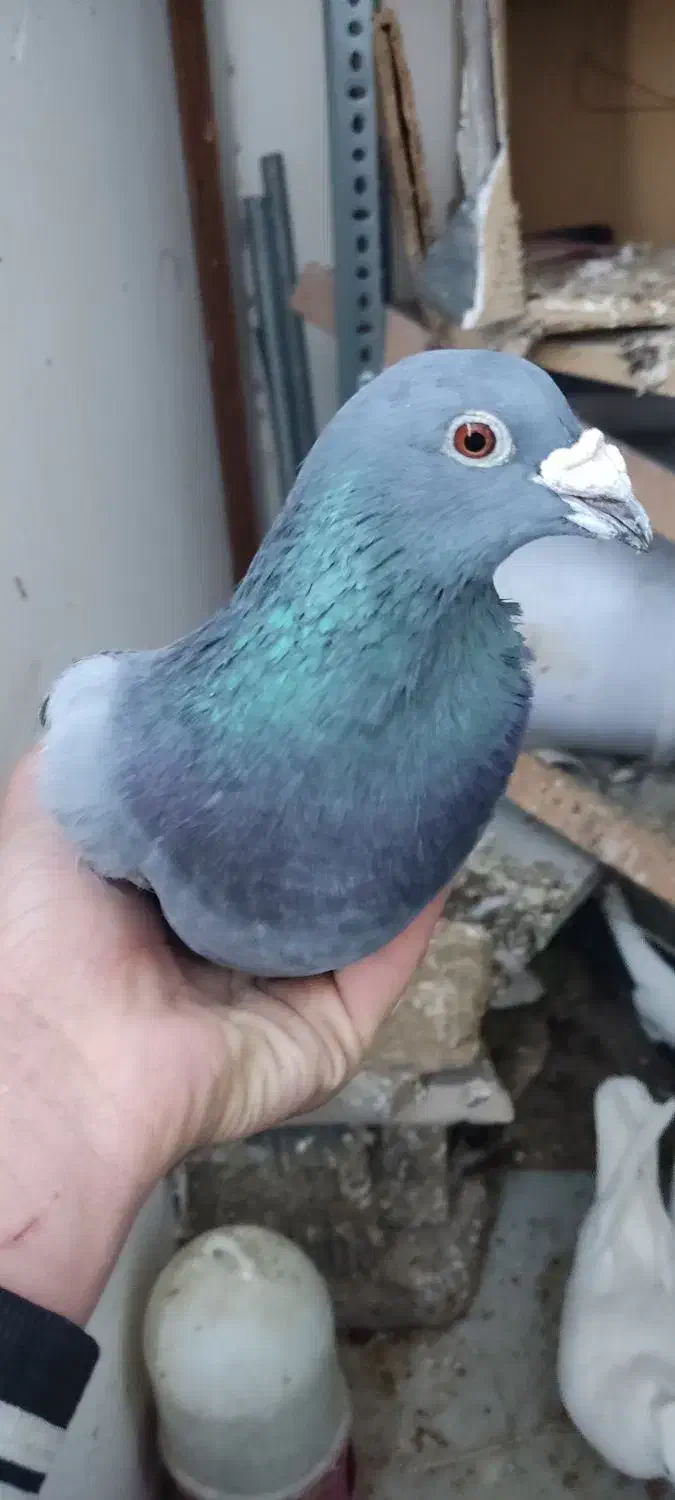 کفتر سبز مسافتی|پرنده|گلبهار, شهر جدید گلبهار|دیوار