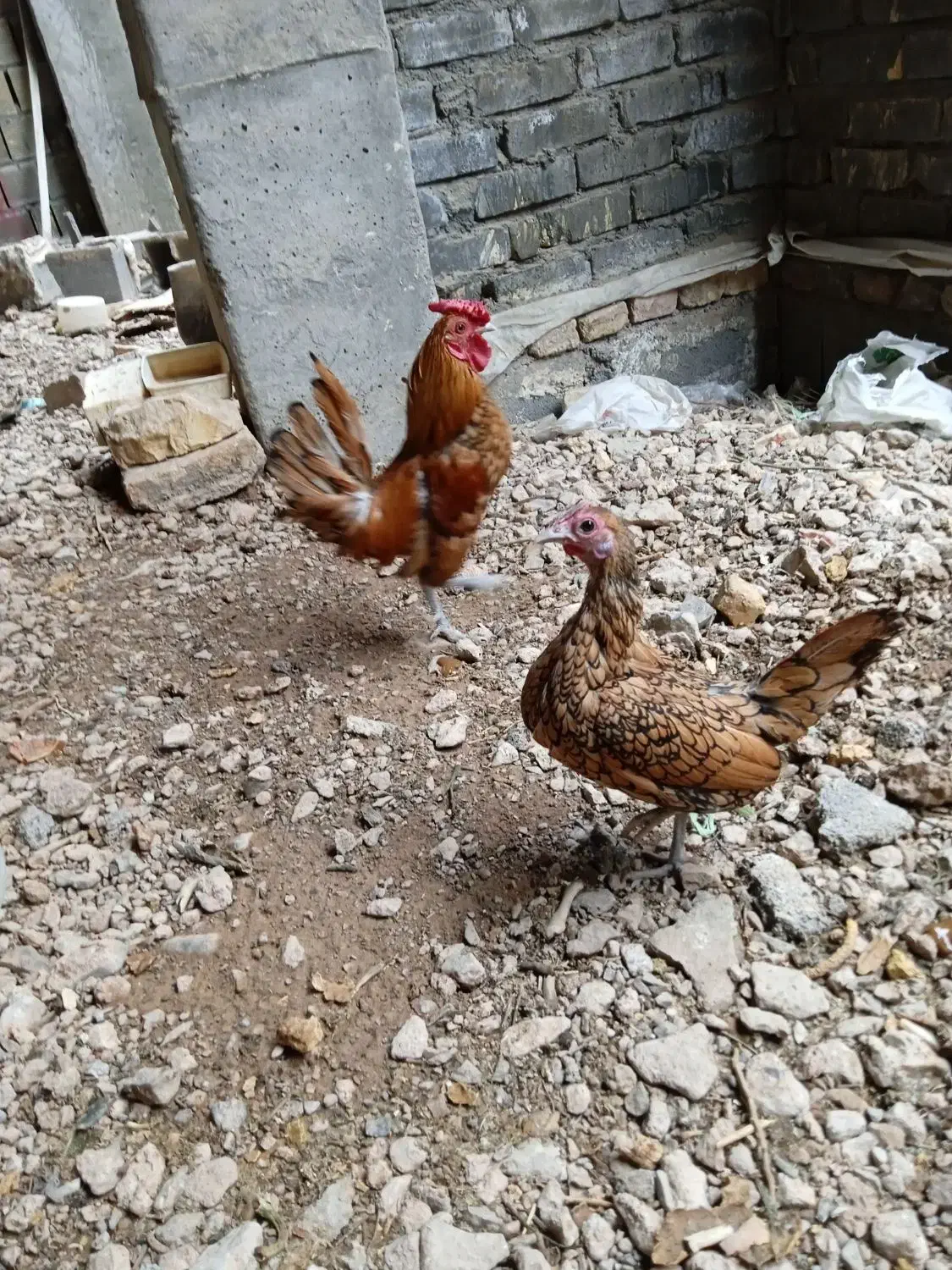 مرغ و خروس مینیاتوری|پرنده|برخوار, |دیوار