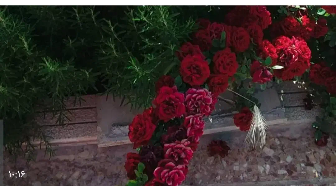 ویلا باغ قصردشت 2600 متر|فروش خانه و ویلا|سیاخ دارنگون, |دیوار