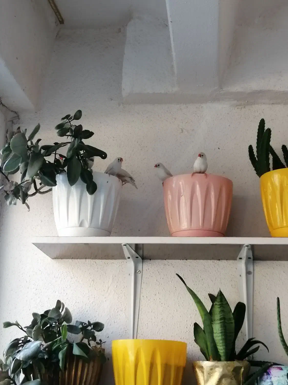 فنچ|پرنده|محمدشهر, شهرک پیام (مهرالبرز)|دیوار