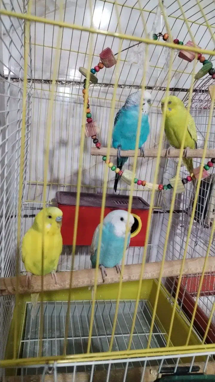 عروس هلندی سخنگو و مرغ عشق با تجهیزات کامل|پرنده|شیراز, منطقه هوایی شهید دوران|دیوار