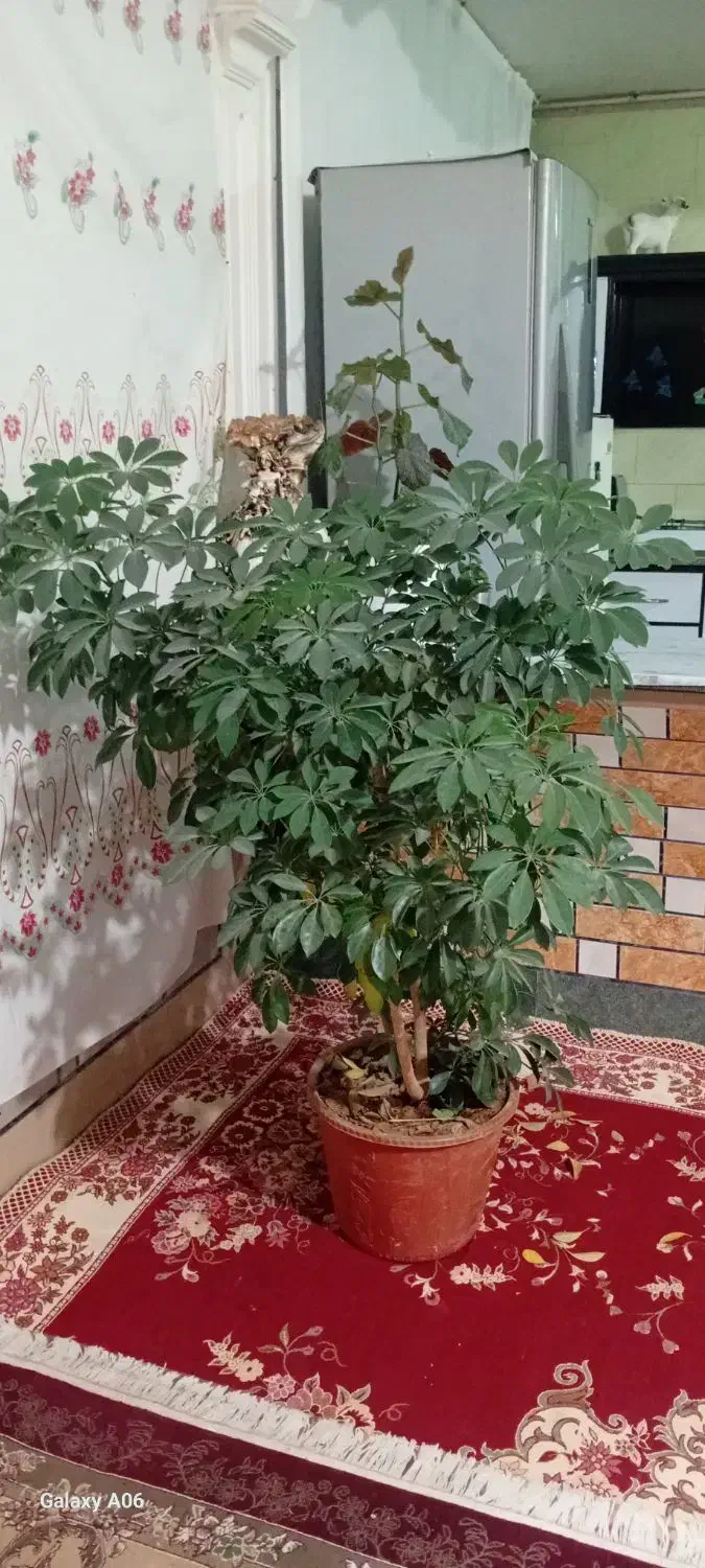 گل شفلرا بزرگ|گل و گیاه طبیعی|خانمیرزا, |دیوار