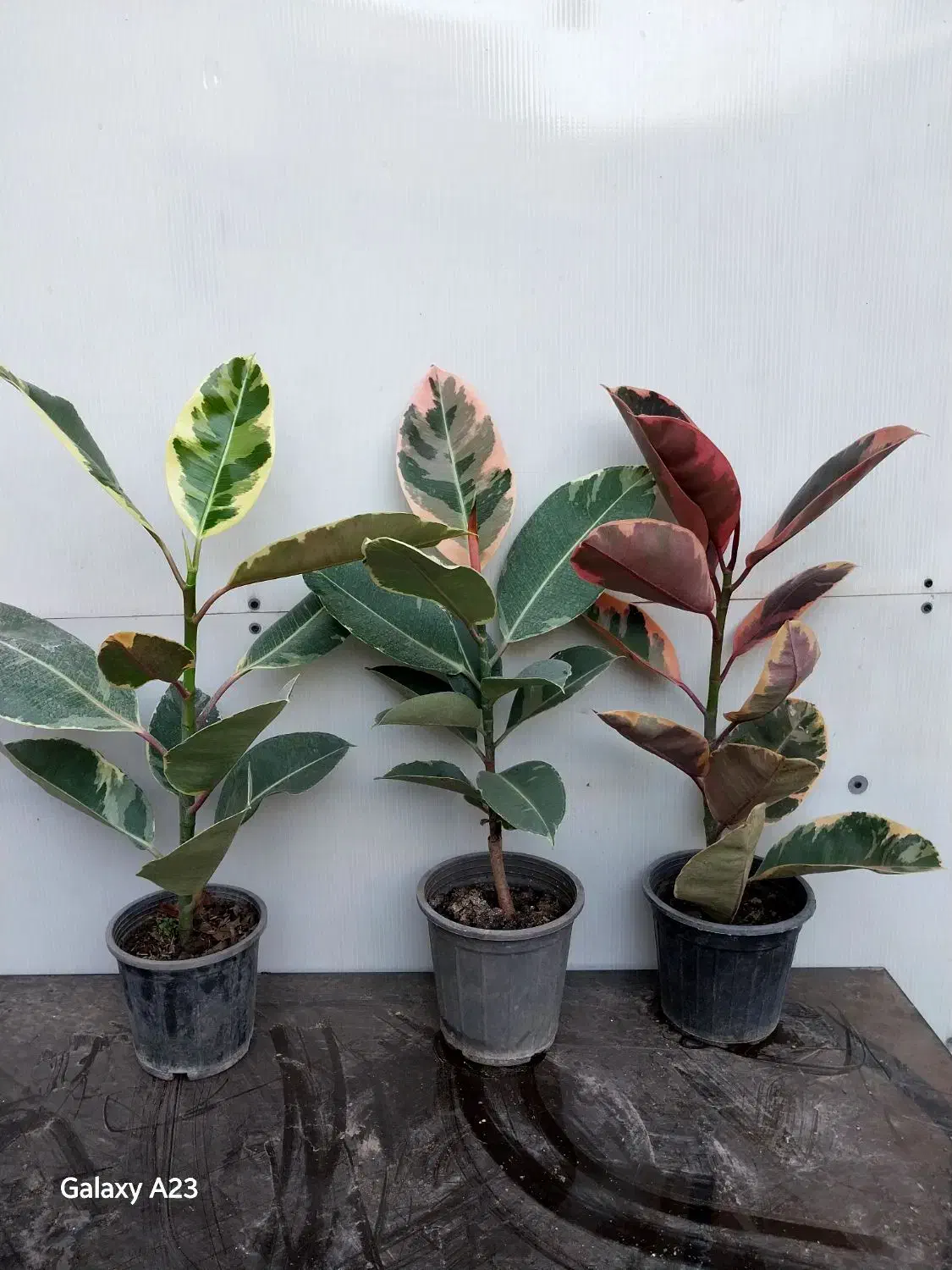 گیاهان آپارتمانی بعلت جا به جایی زاموفیلیا کامپکت|گل و گیاه طبیعی|مشهد, چهارچشمه|دیوار