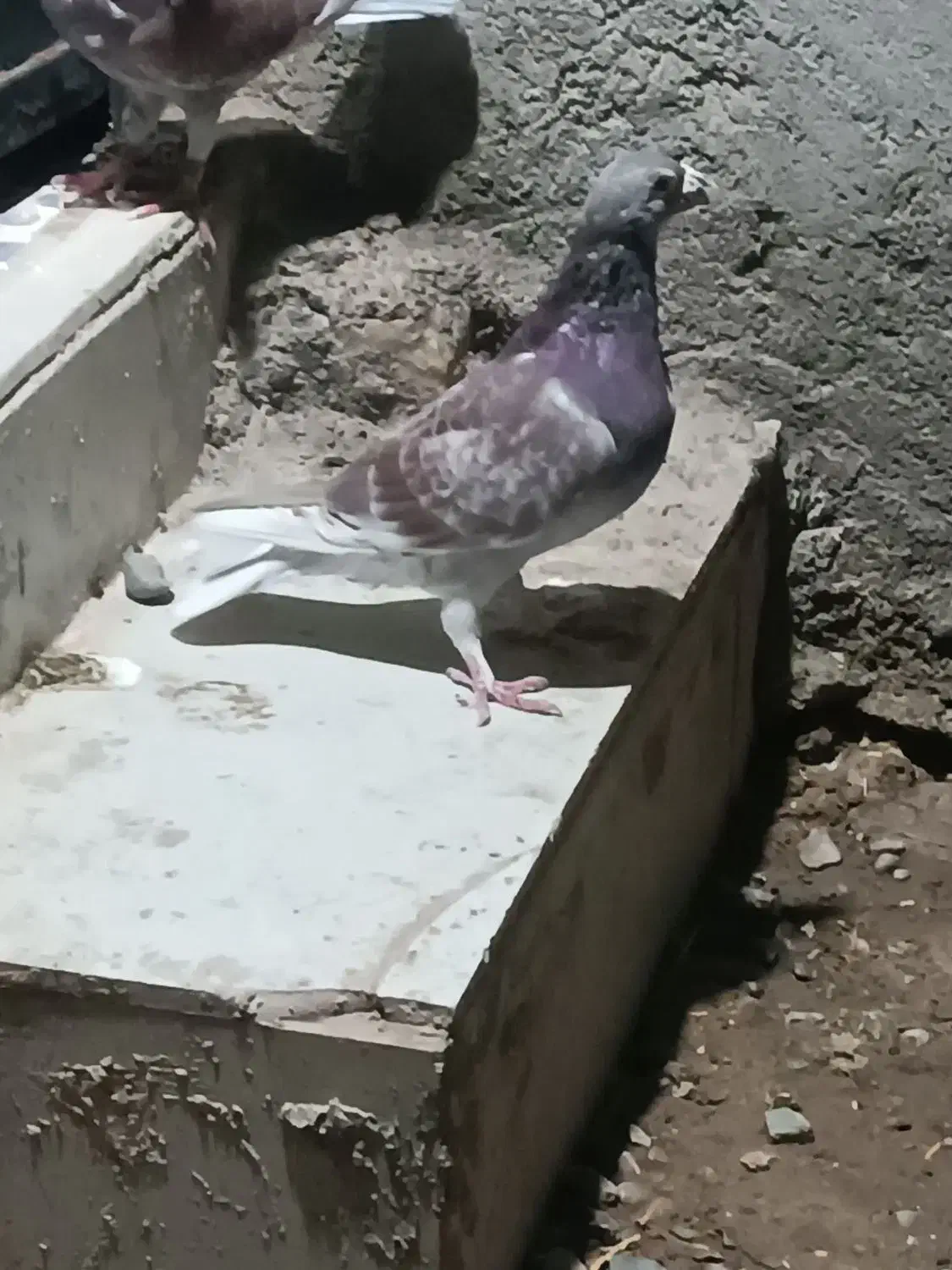 جفت نر بورمگس|پرنده|جزنیک, |دیوار