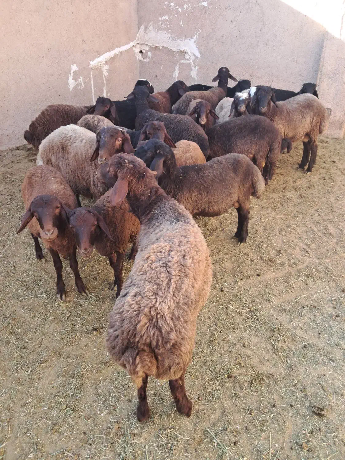 ۱۹راس بره نر افشار همو هترو|حیوانات مزرعه|مرودشت, تخت جمشید|دیوار