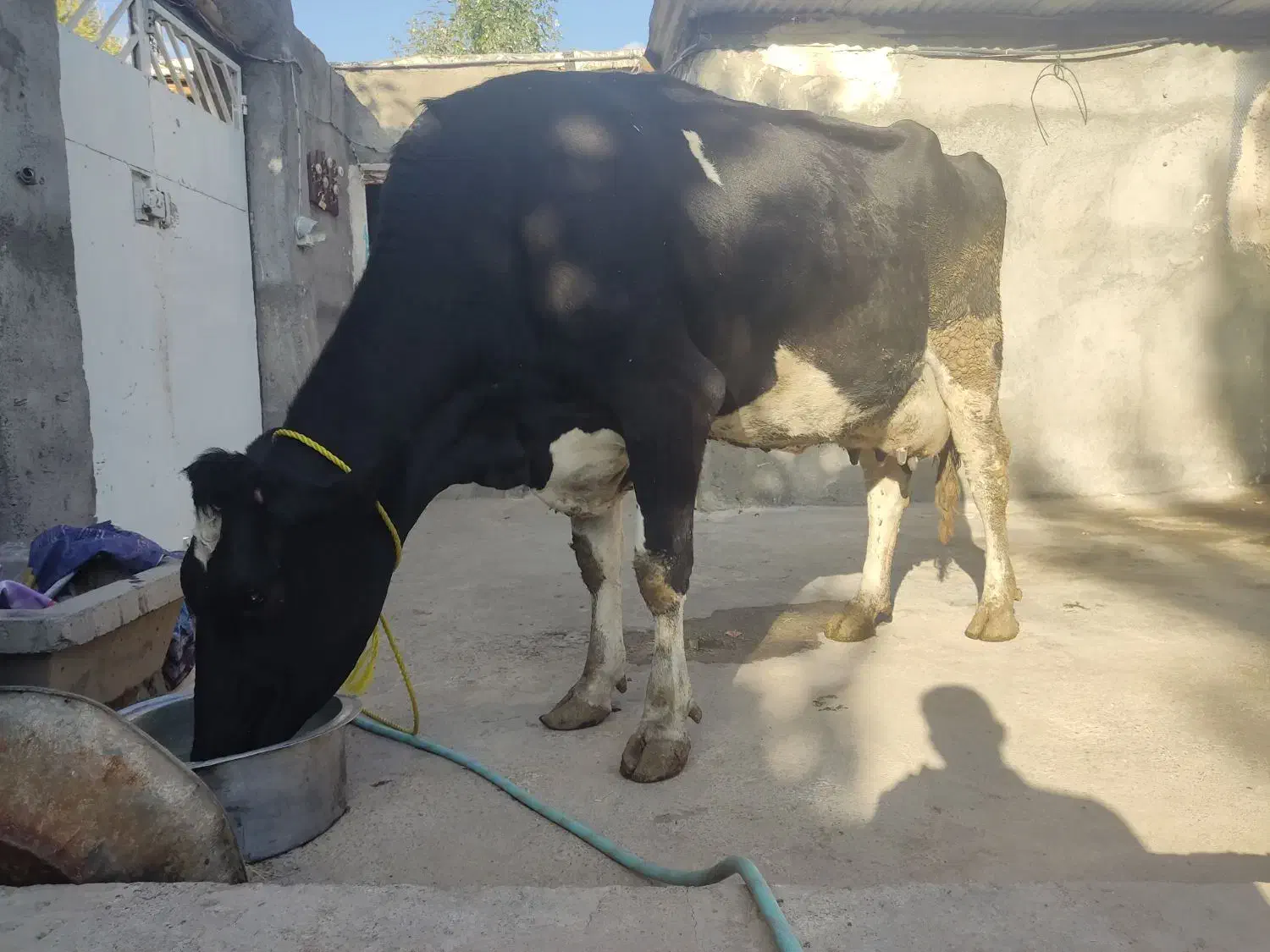 فروش گاو|حیوانات مزرعه|خوی, |دیوار