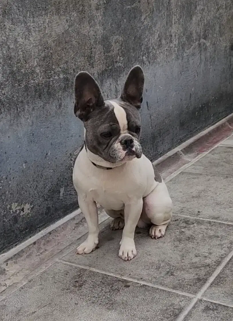 فرنچ بولداگ|سگ|بومهن, |دیوار