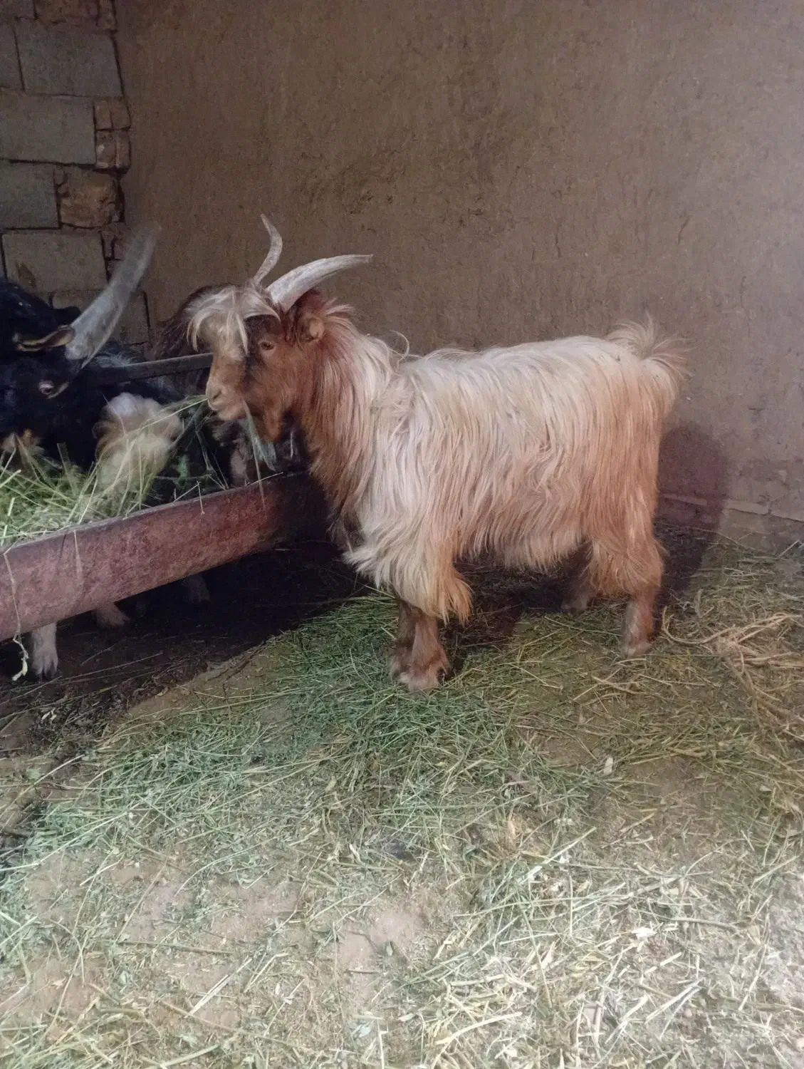 بزغاله|حیوانات مزرعه|کاشان, الغدیر|دیوار