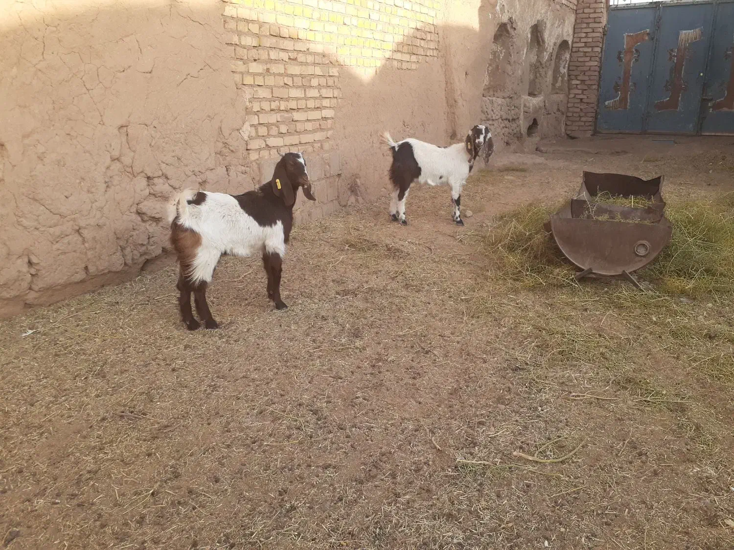 بره و بزغاله|حیوانات مزرعه|خلیل آباد, |دیوار