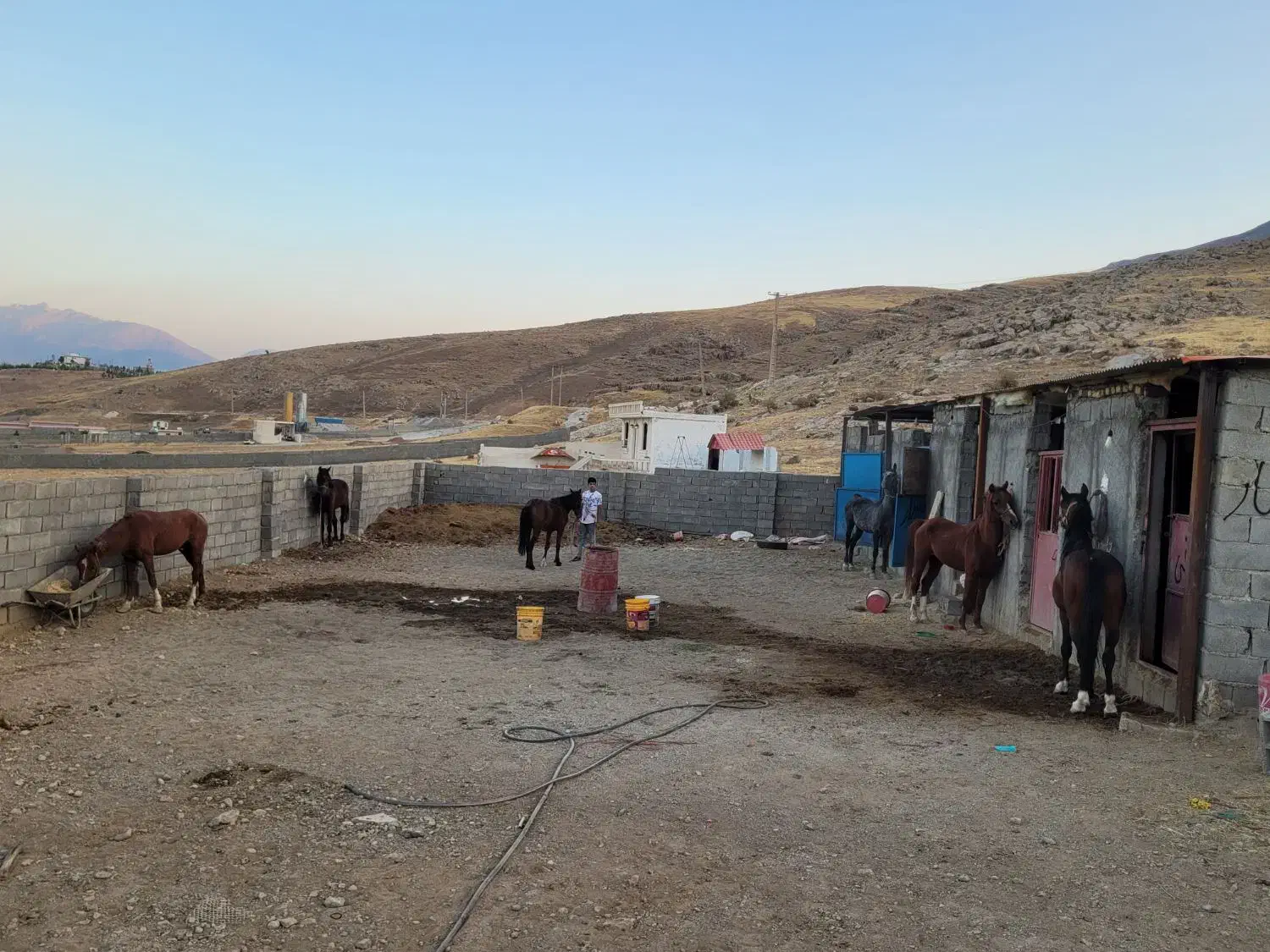 خرید و فروش اسب پالونی|اسب و تجهیزات اسبسواری|دورود, |دیوار