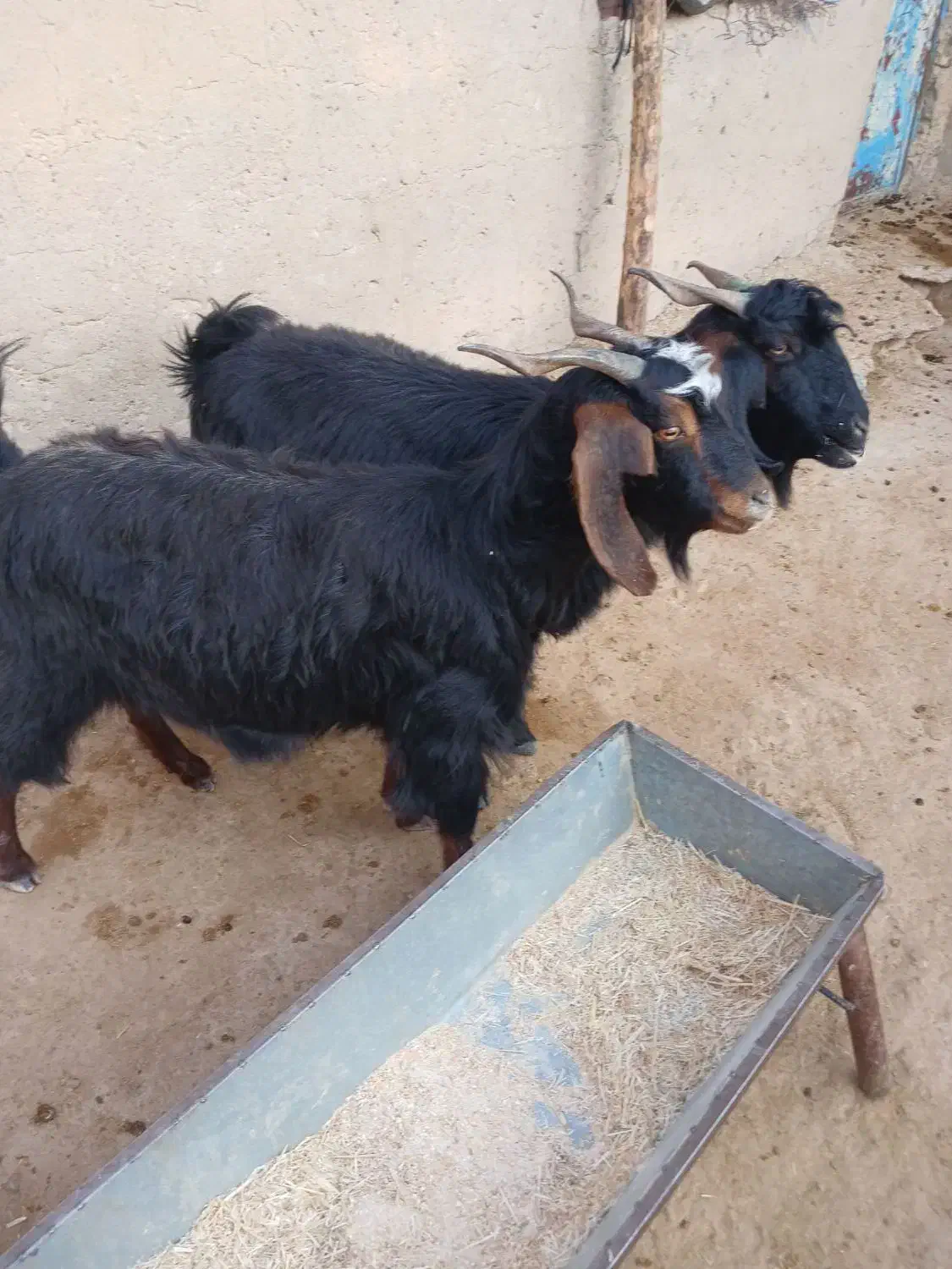 بز داشتی|حیوانات مزرعه|آبدانان, |دیوار