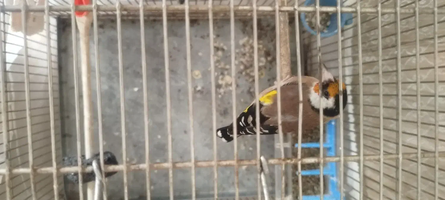 سهره|پرنده|محمدشهر, شهرک پیام (مهرالبرز)|دیوار