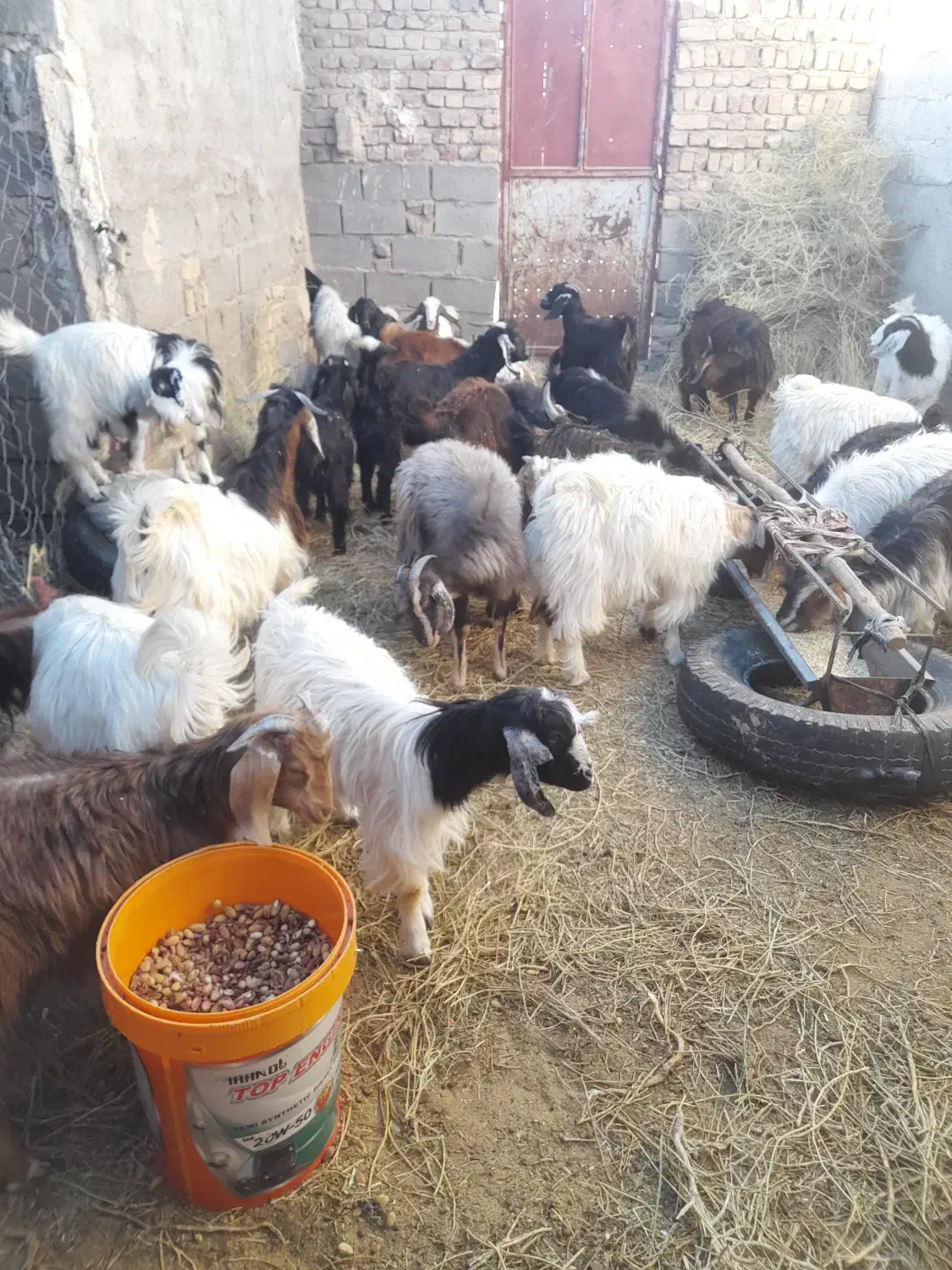 بزغاله ها فروشی هستندکیلوی ۲۷۰|حیوانات مزرعه|قائن, |دیوار